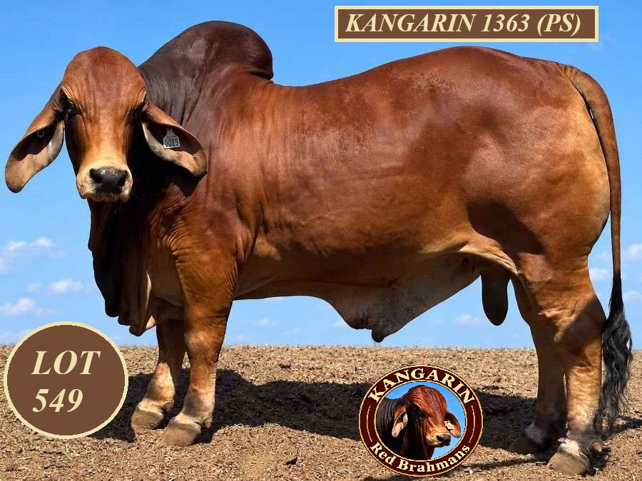 LOT 549