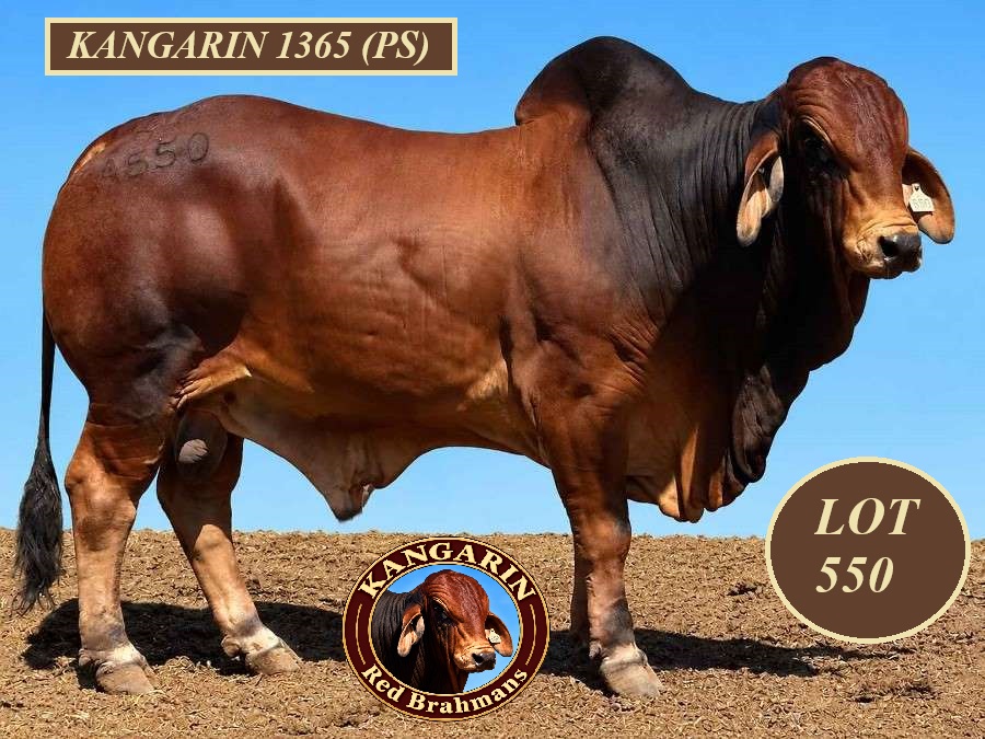 LOT 550