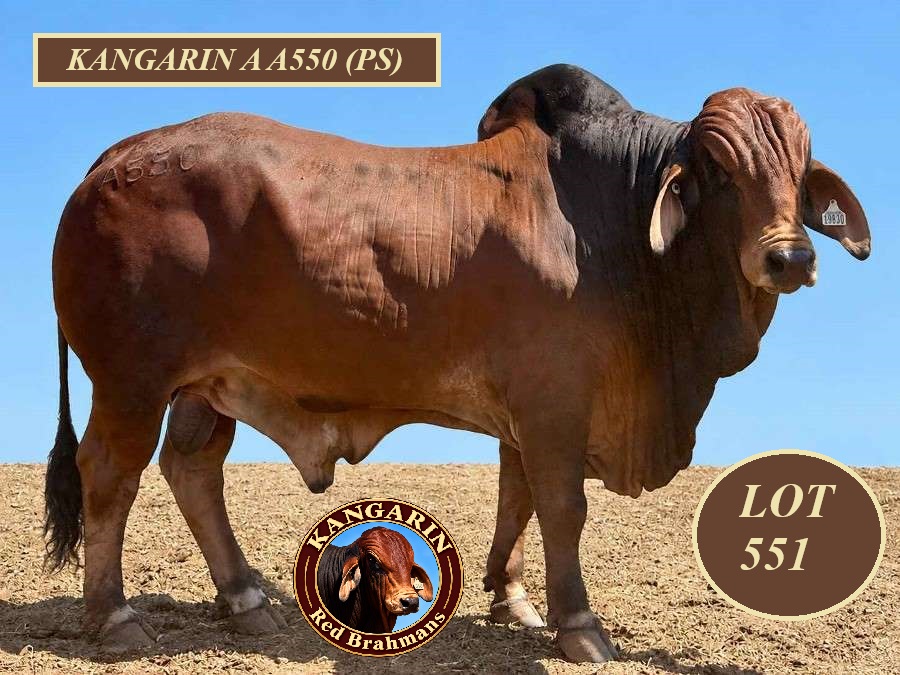 LOT 551