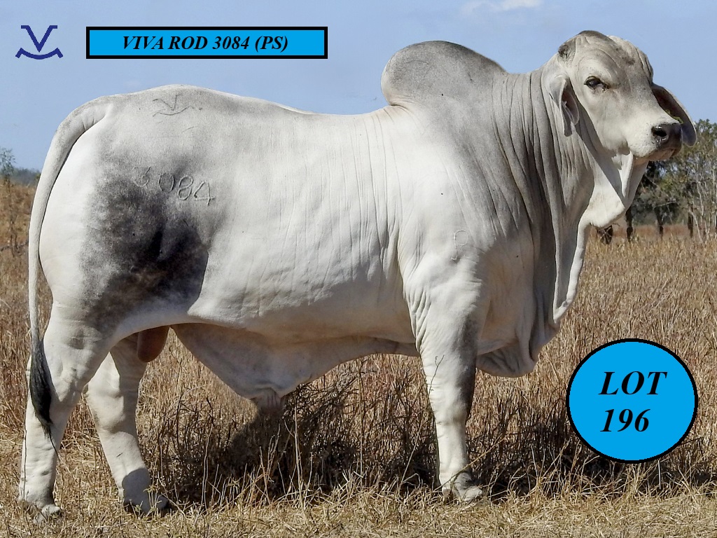 LOT 0196