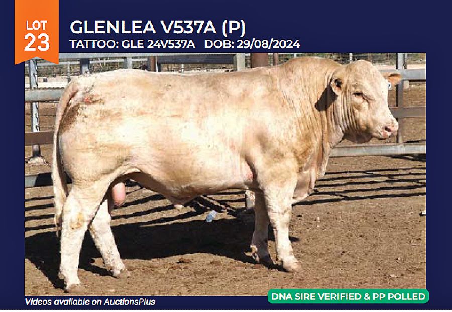 LOT 23