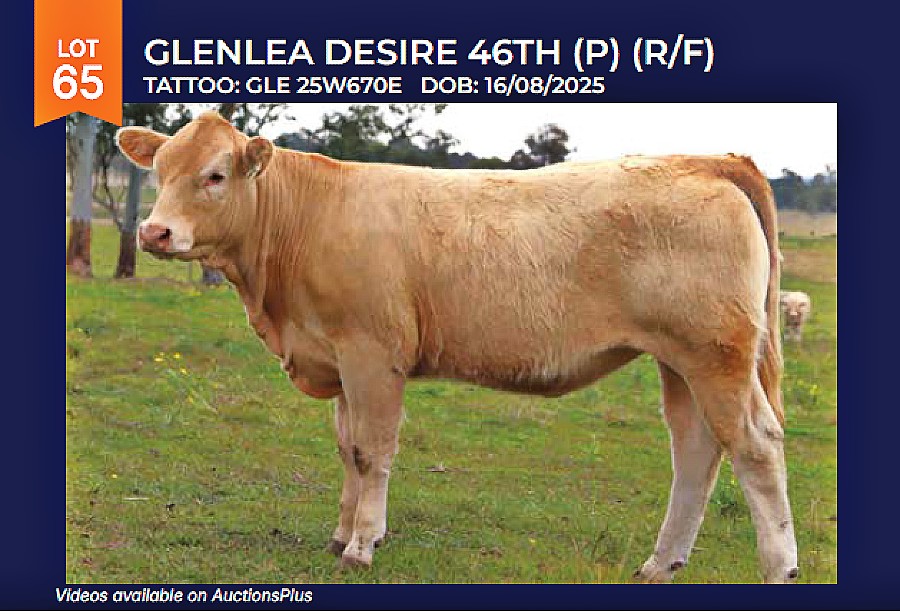 LOT 65