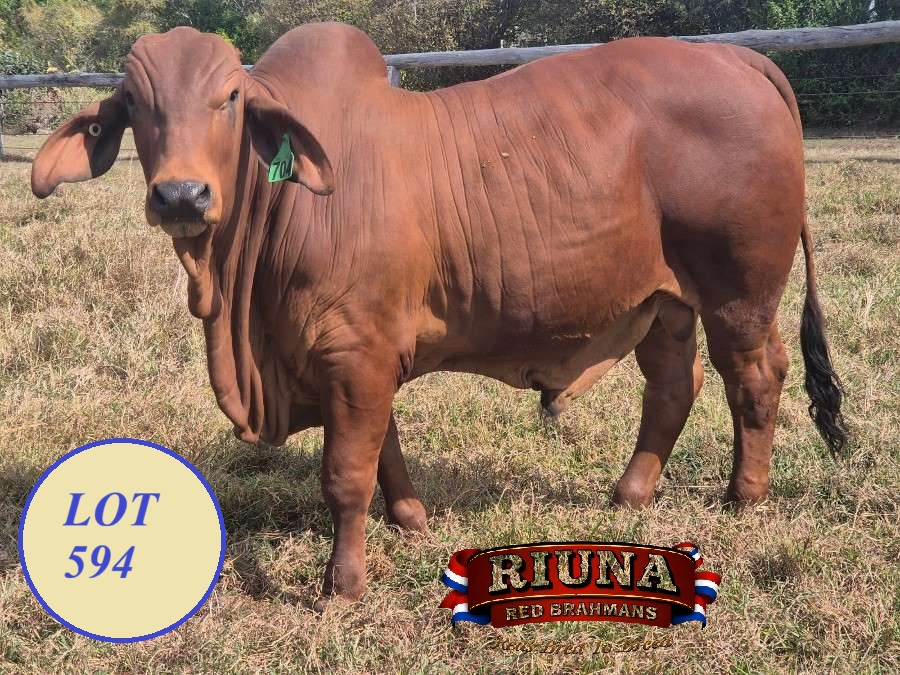 Lot 594 Ear Tag 704 RIUNA STATESMAN