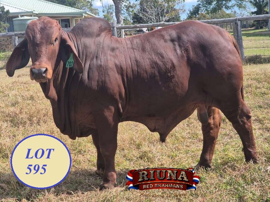 Lot 595 Ear Tag 702 Riuna RED MAGNUM
