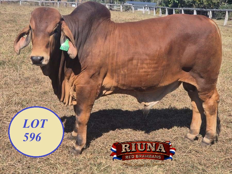 Lot 596 Ear Tag 700 RIUNA ROOSTER