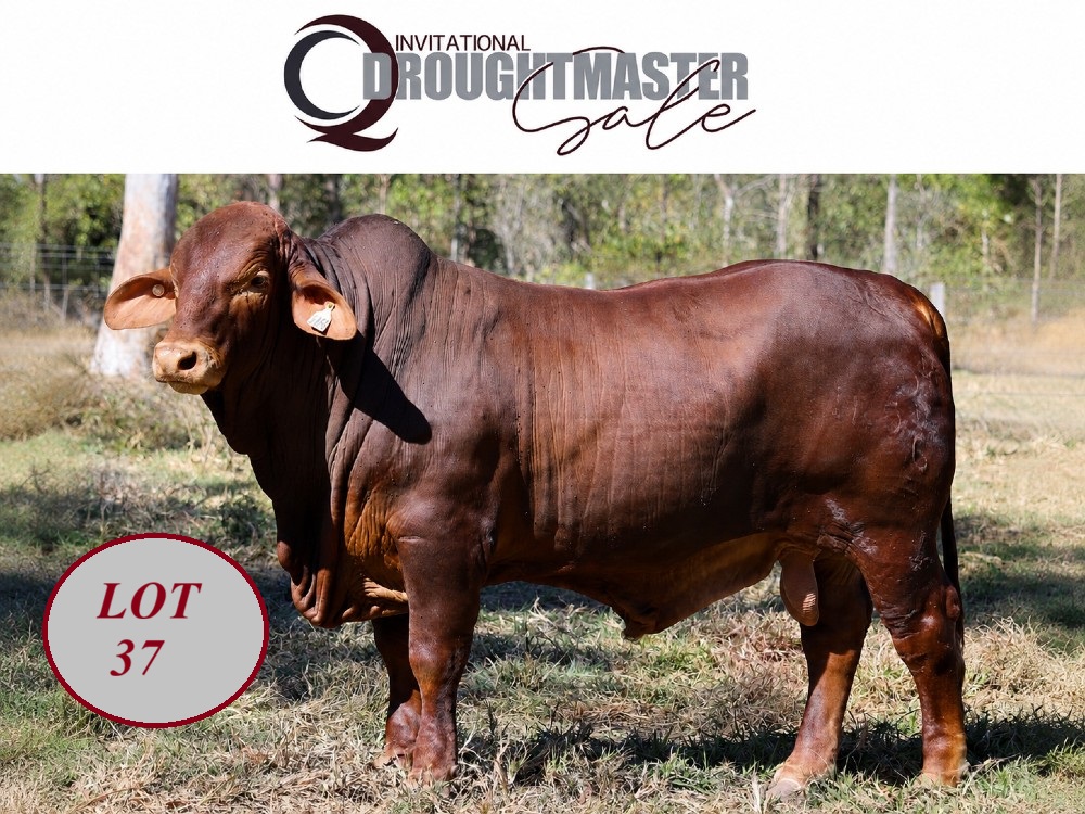 LOT 37 x