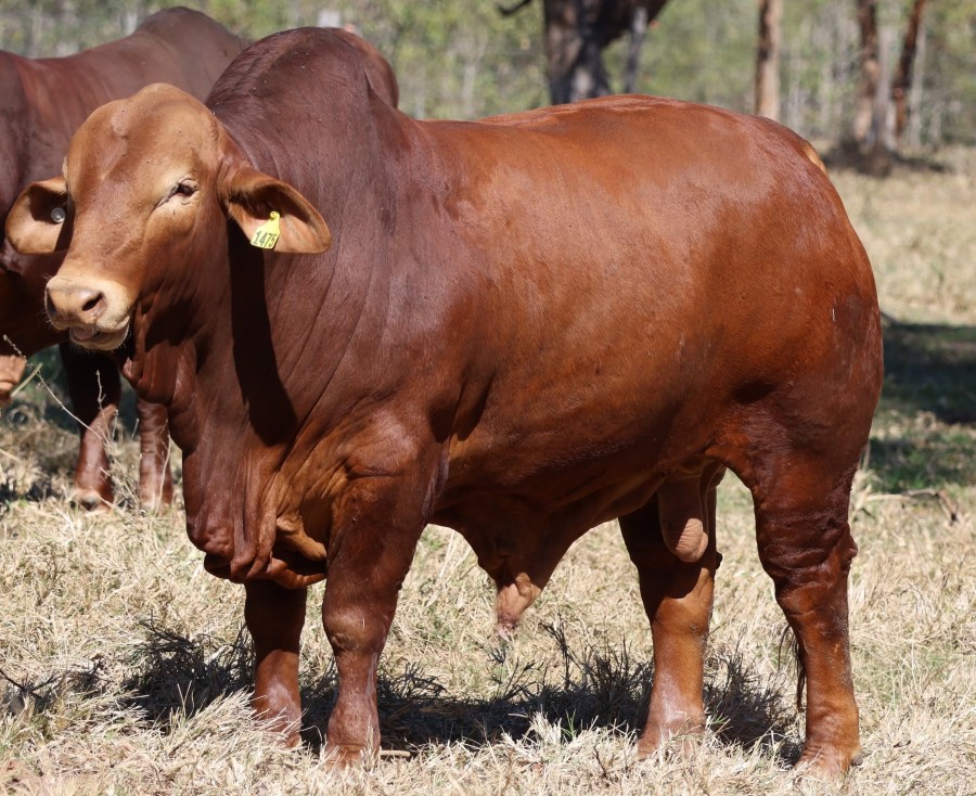 SA BULL PADDOCK
