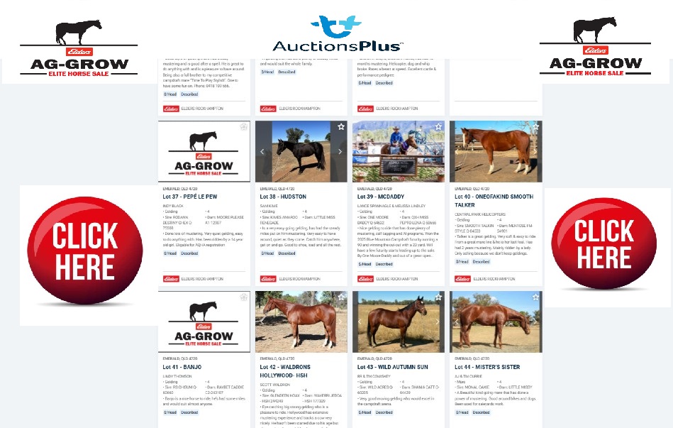 horses agrow auctionpluss
