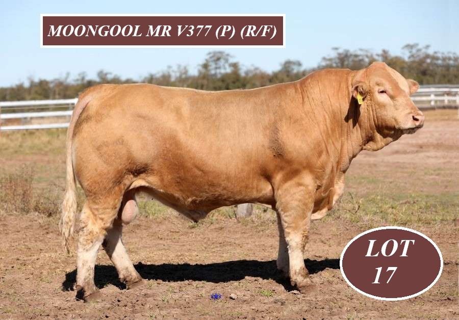 LOT 17