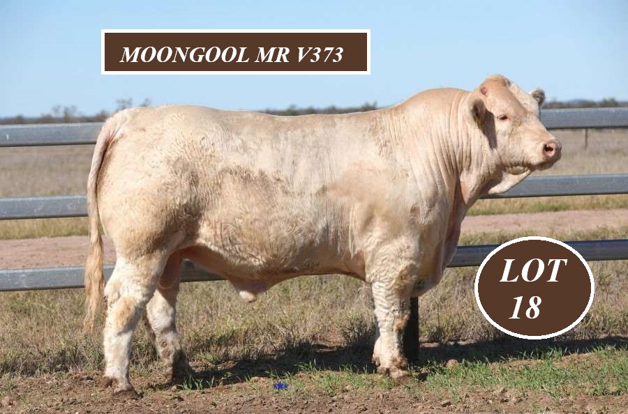 LOT 18