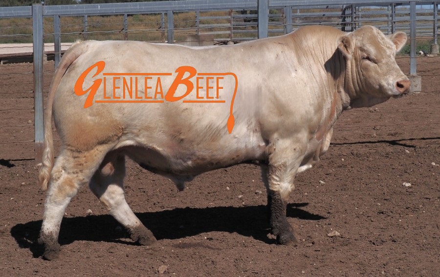 winton white bull 1