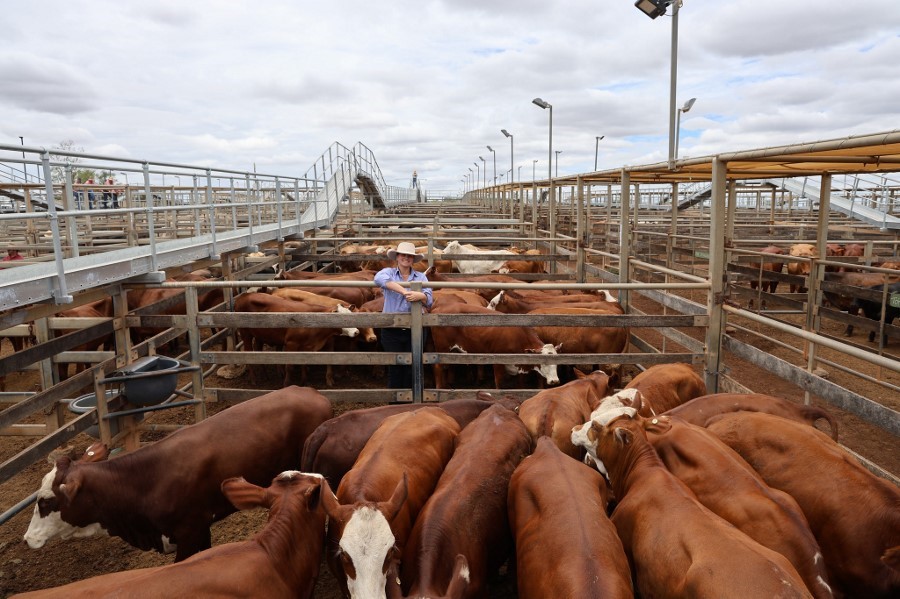 615458052 853912004283417 3143231957715053156 n