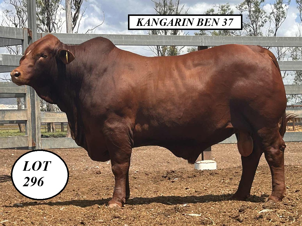 DROUGHTMASTER image10.jpeg LOT 296