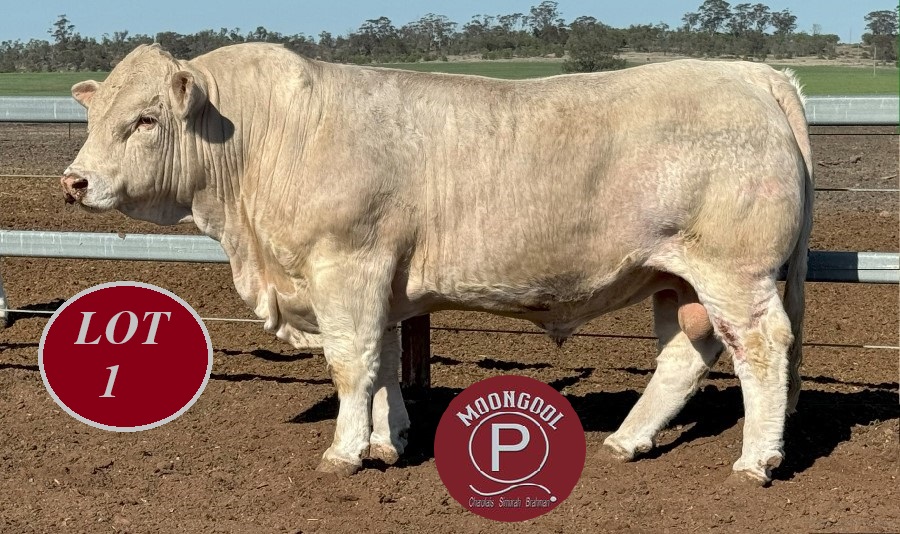 LOT 1