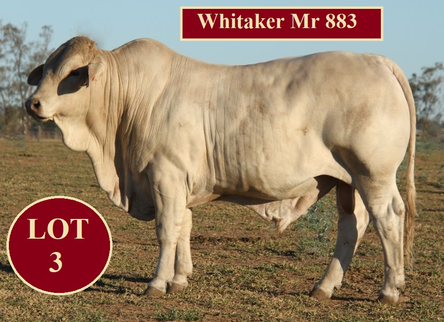 Whitaker Beef Bull Sale (2021) Jim Pola Digital Marketing