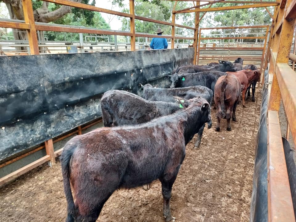Mareeba Cattle Market Jim Pola Digital Marketing