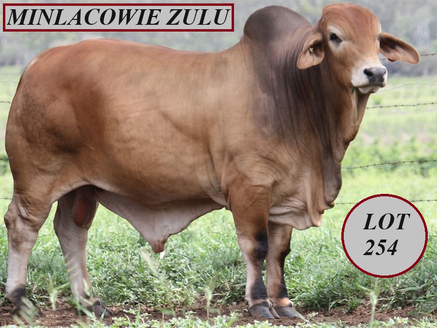 Lot 254 Minlacowie Zulu