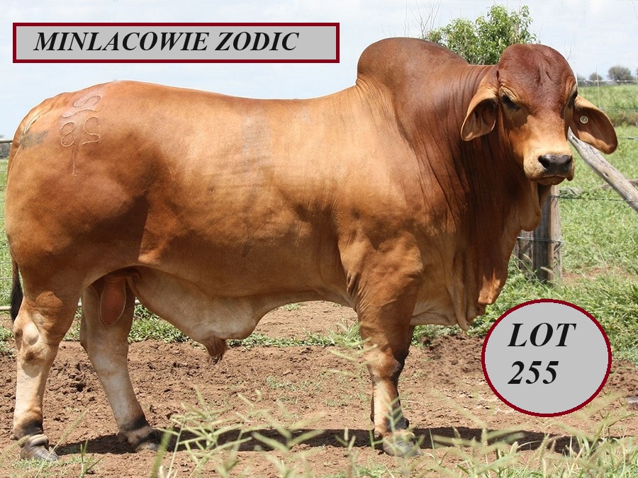 Lot 255 Minlacowie Zodic