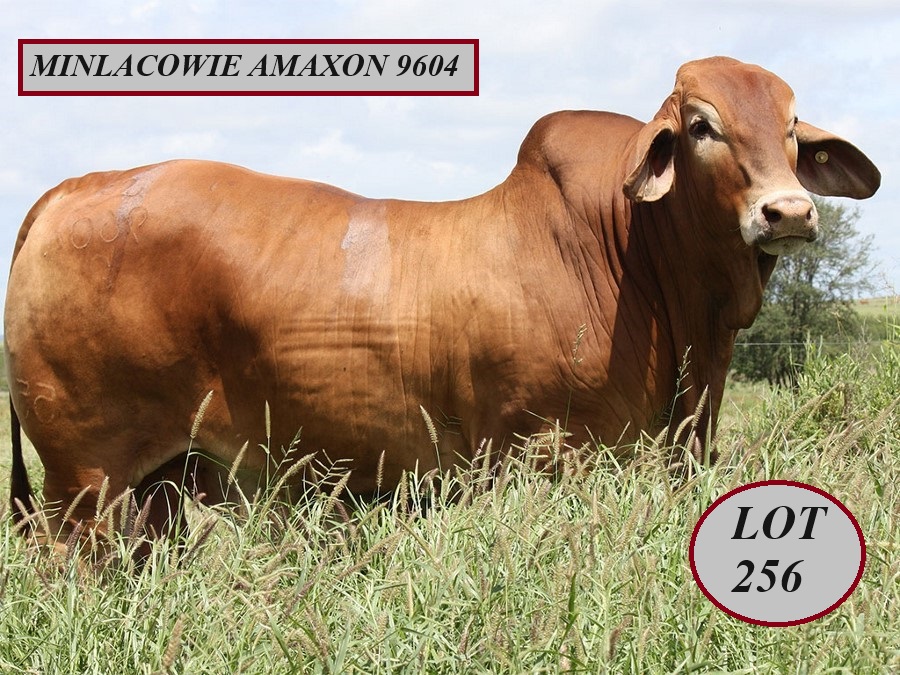 Lot 256 Minlacowie Amaxon 9604