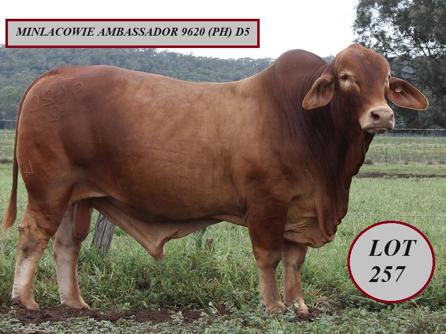 Lot 257 Minlacowie Ambassador 9620 PH