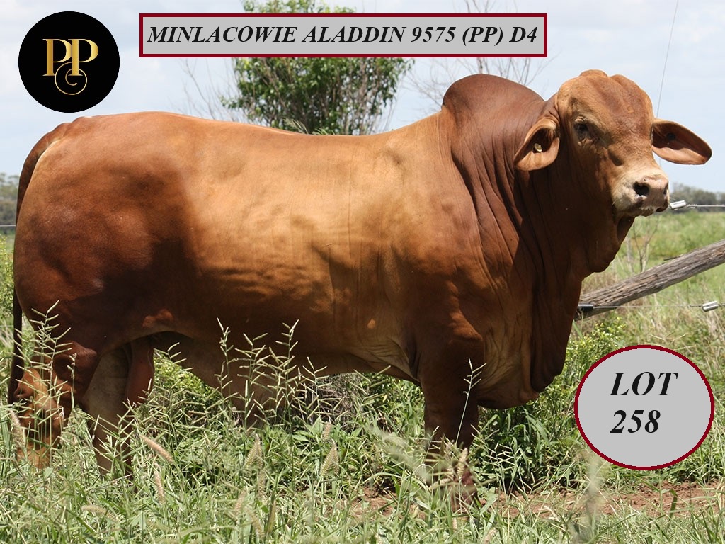 Lot 258 Minlacowie Aladdin 9575 PP