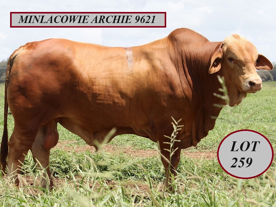 Lot 259 Minlacowie Archie 9621