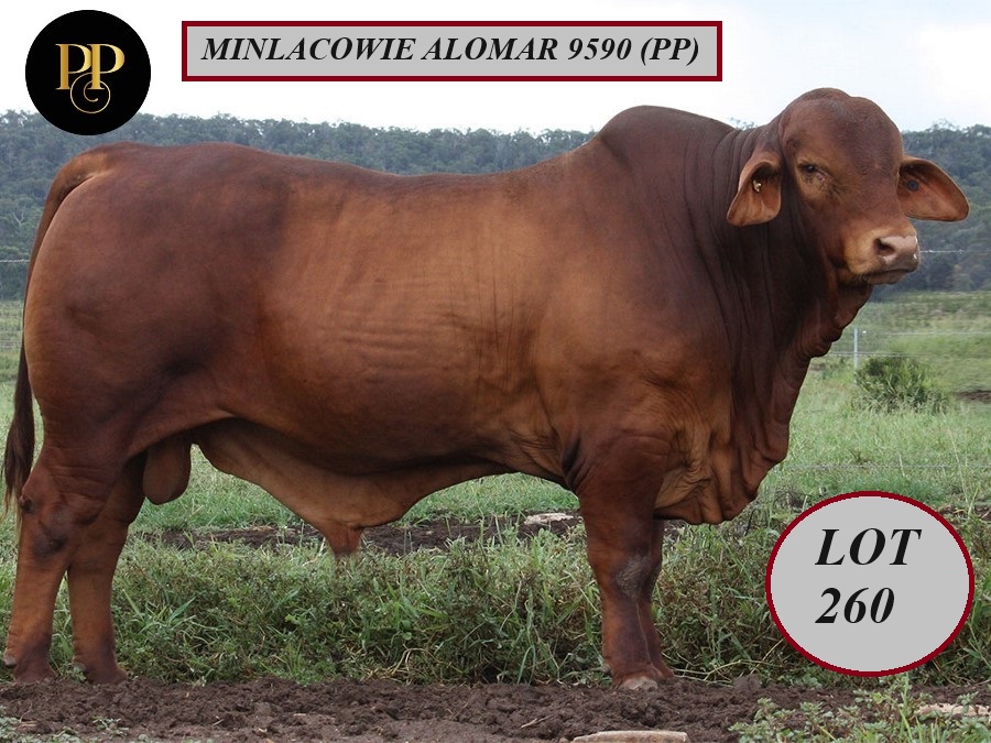 Lot 260 Minlacowie Alomar 9590 PP