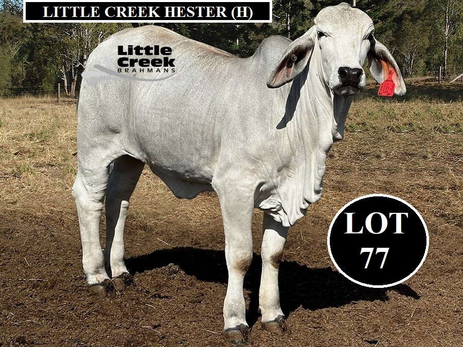 LOT 77 1