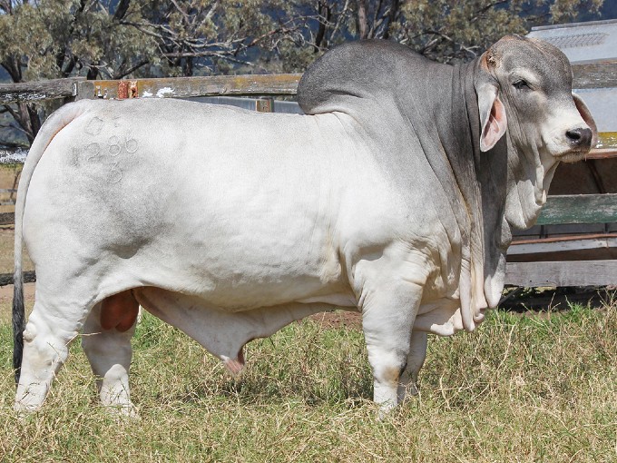 LOT 150 XXX