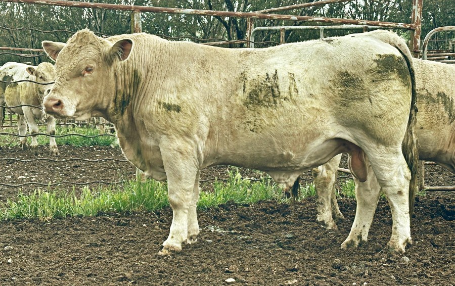 lo090 mkm