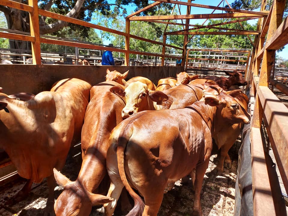 Mareeba Cattle Market Jim Pola Digital Marketing