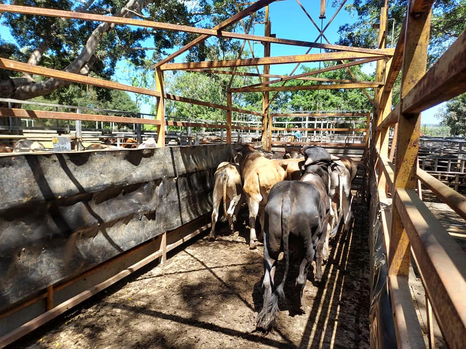 Mareeba Cattle Market Jim Pola Digital Marketing