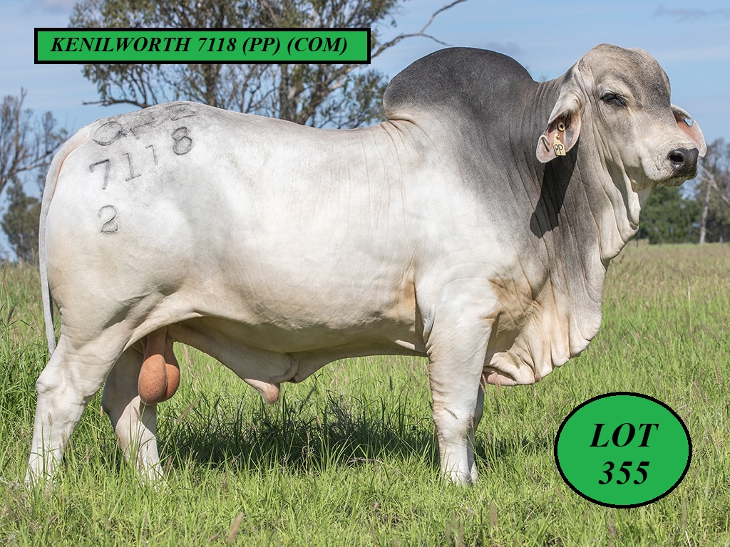 LOT 355