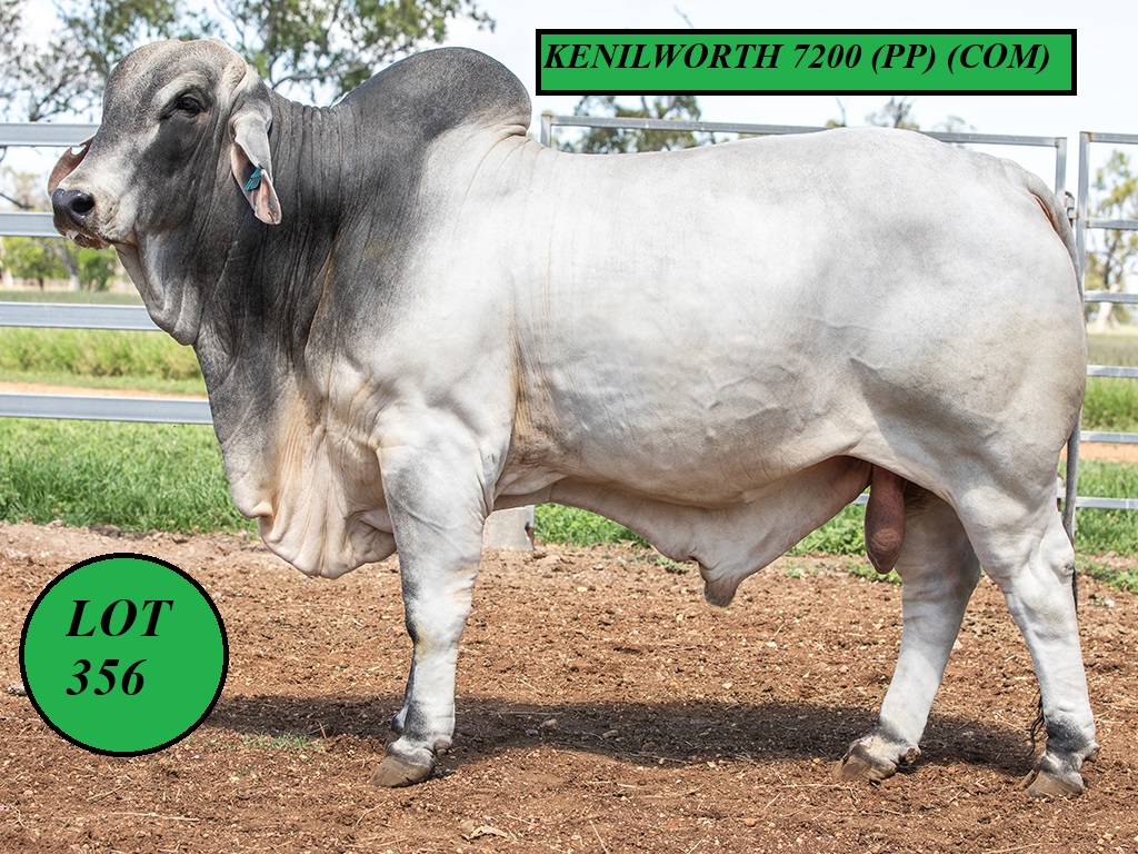 LOT 356