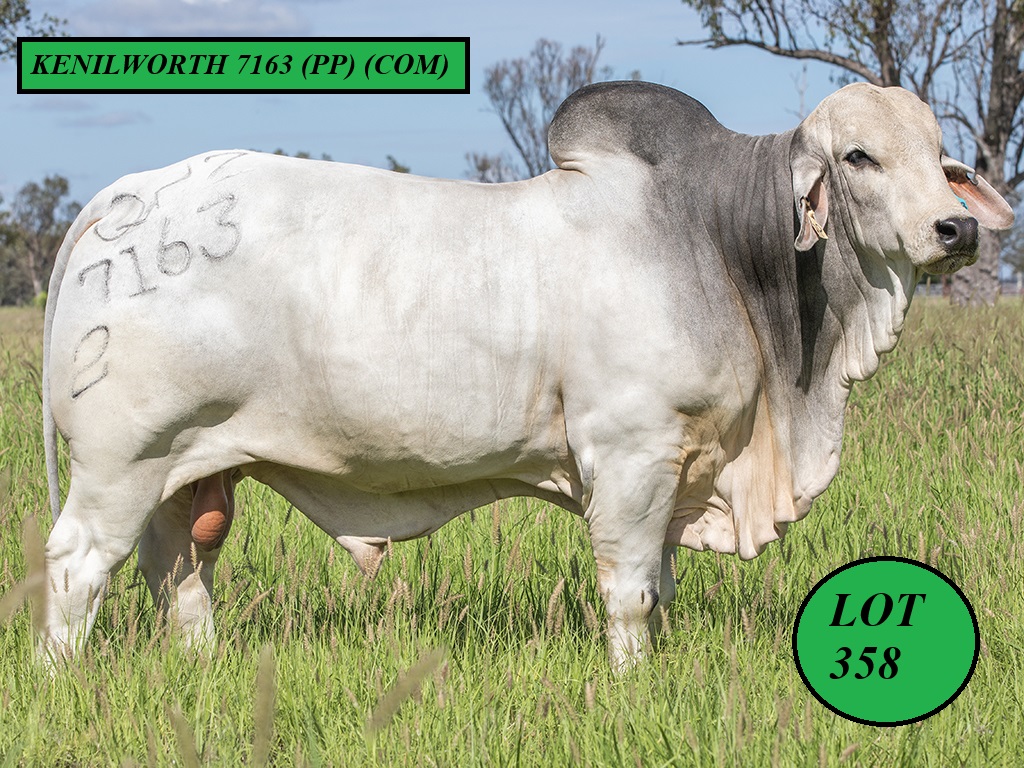 LOT 358