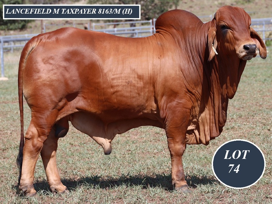 LOT 74