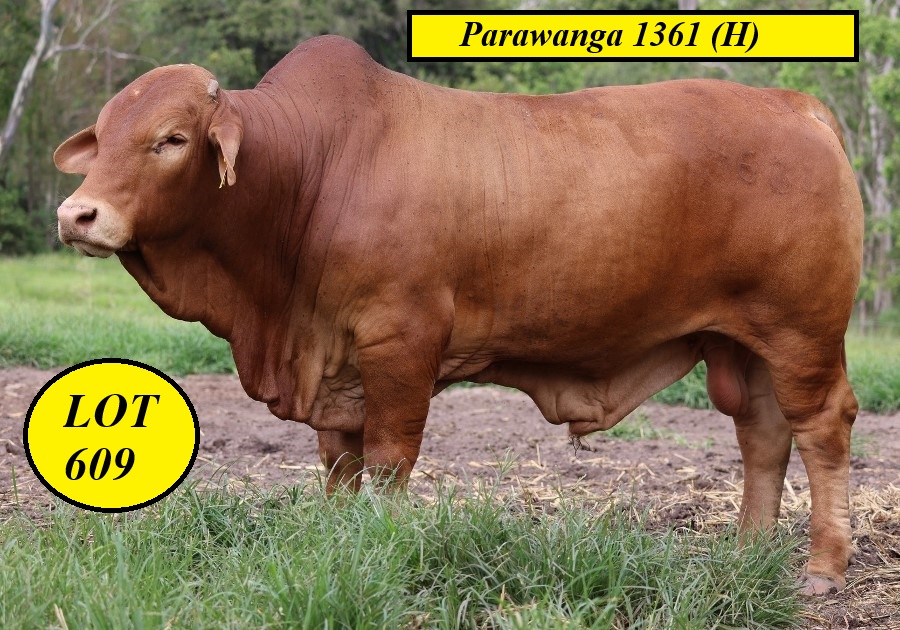 LOT 609 900px