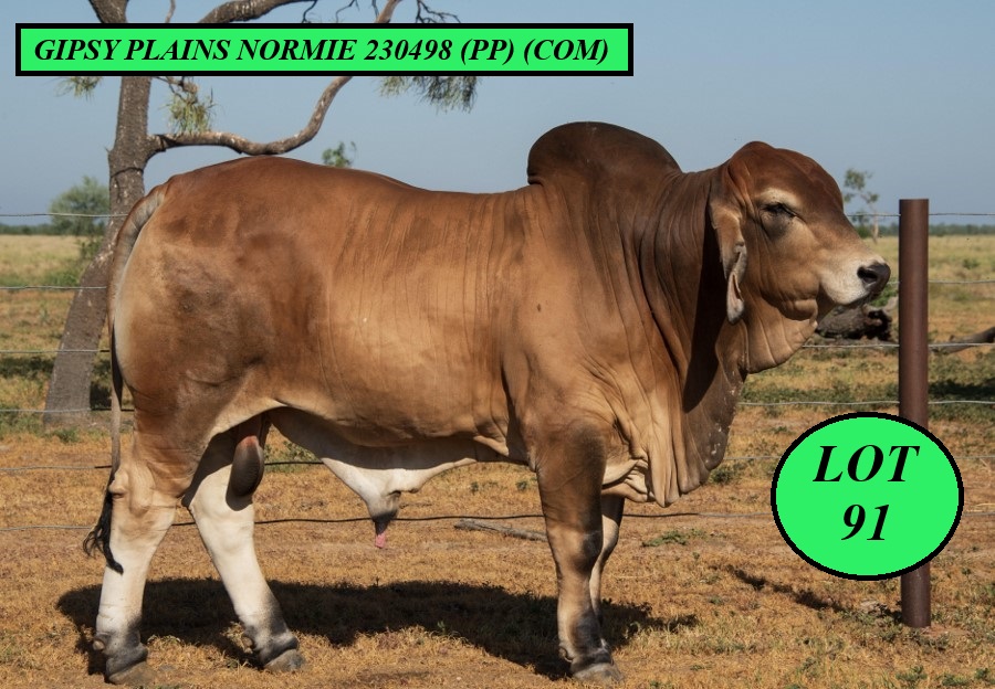LOT 91 900px