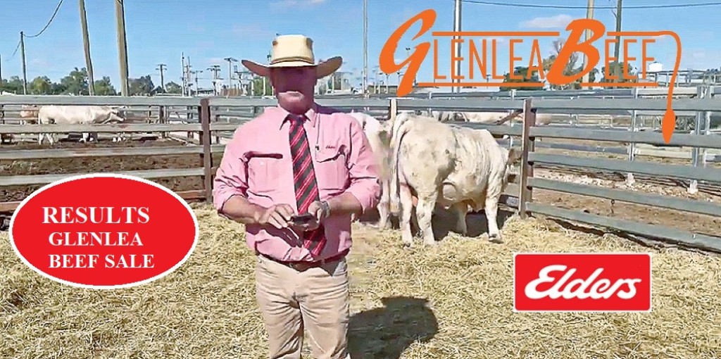 GLENLEA BEEF CHAROLAIS SALES 2023 Jim Pola Digital Marketing