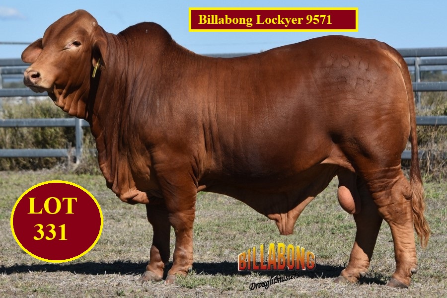 LOT 331 1