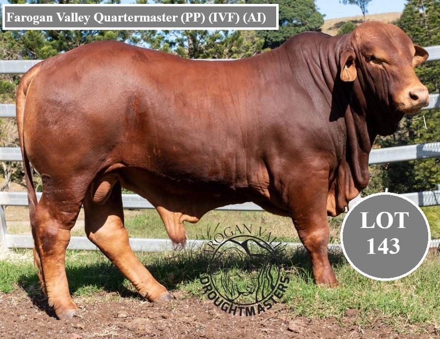 Lot 143