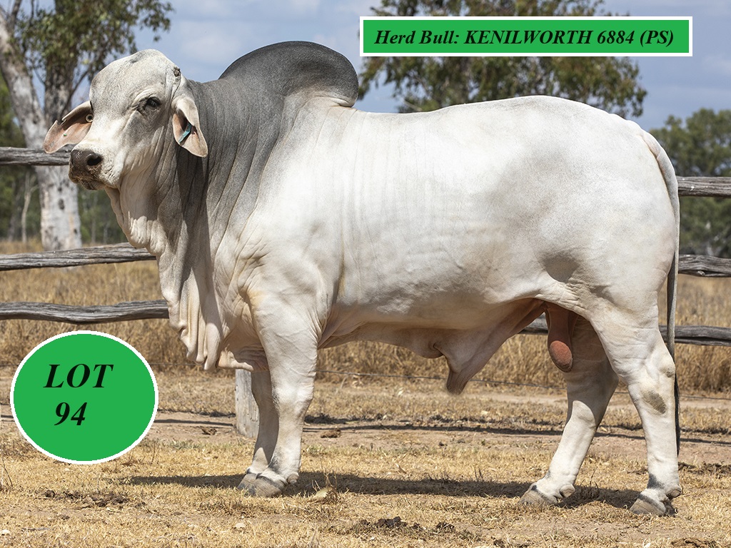 Kenilworth Brahmans Gold City team. Jim Pola Digital Marketing