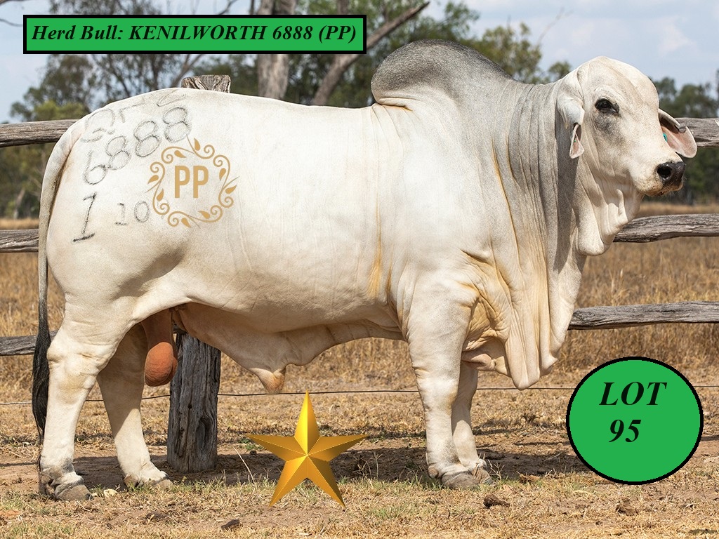 Kenilworth Brahmans Gold City team. Jim Pola Digital Marketing