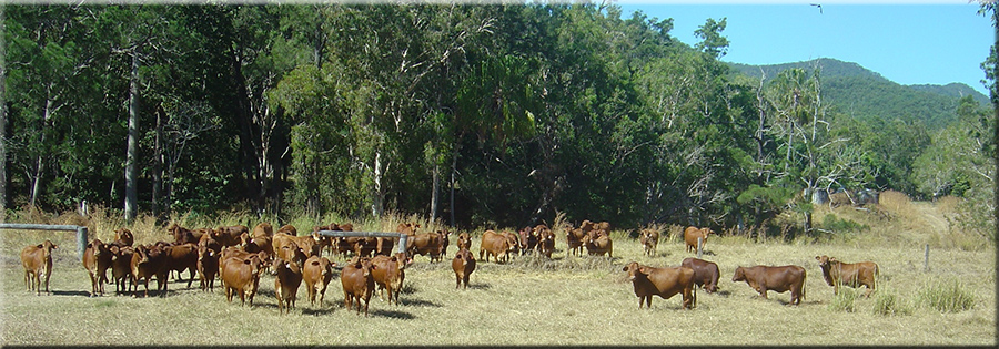 parawanga droughtmaster stud sunshine coast qld