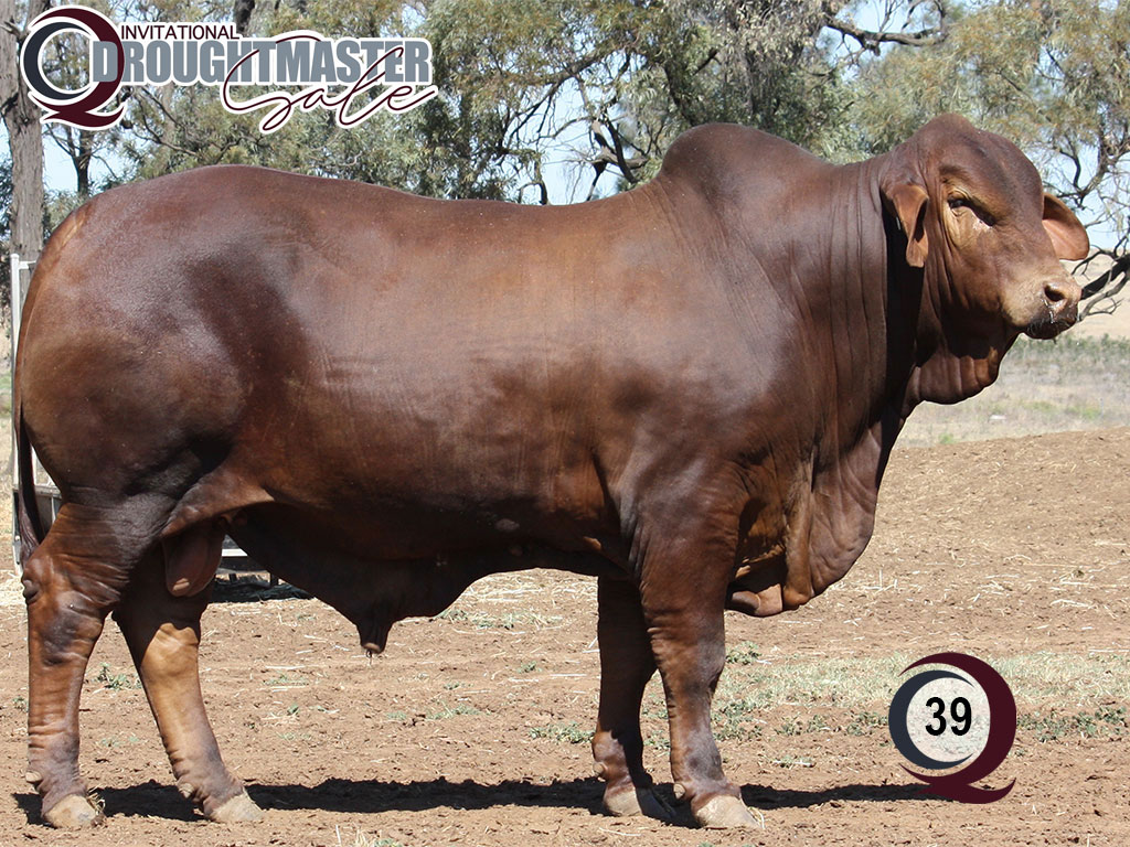 Lot 39 Minlacowie Zane 9558