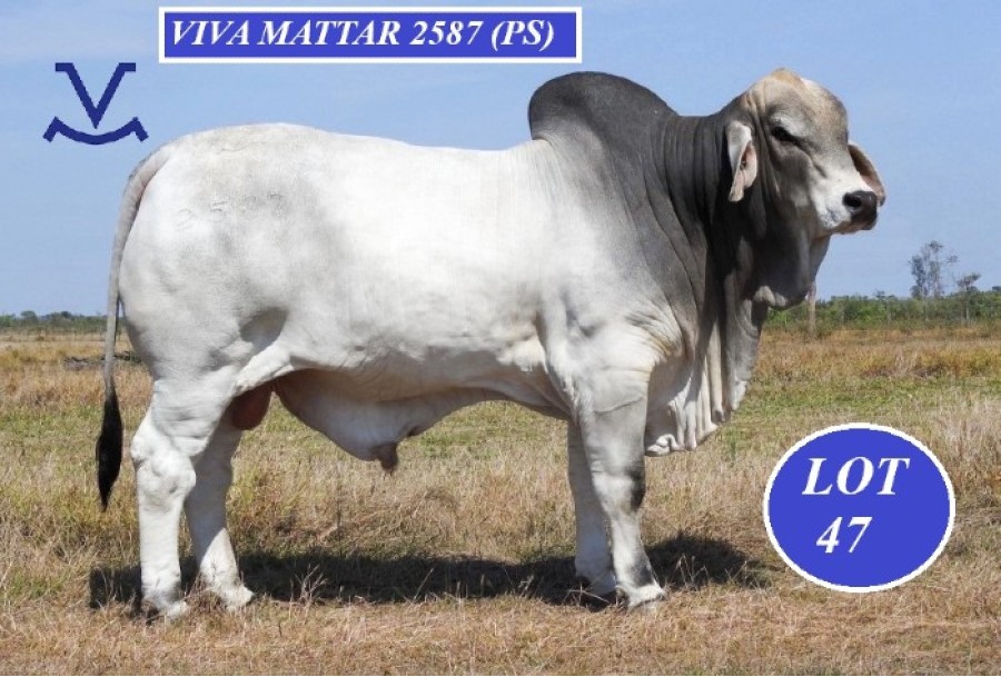 Lot 47 Viva Mattar XXXXXXX 1