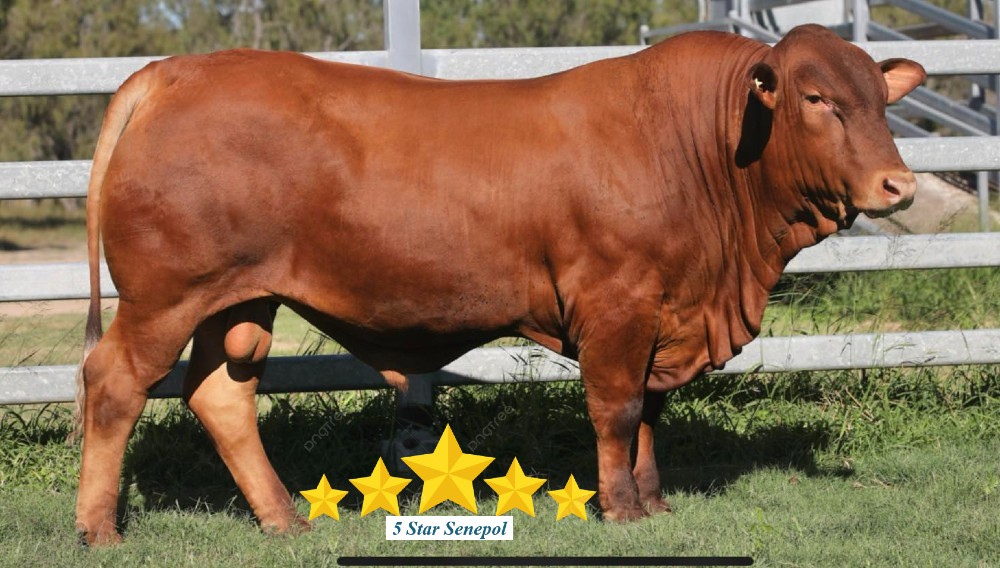 5 Star Senepol Bull Sale Jim Pola Digital Marketing