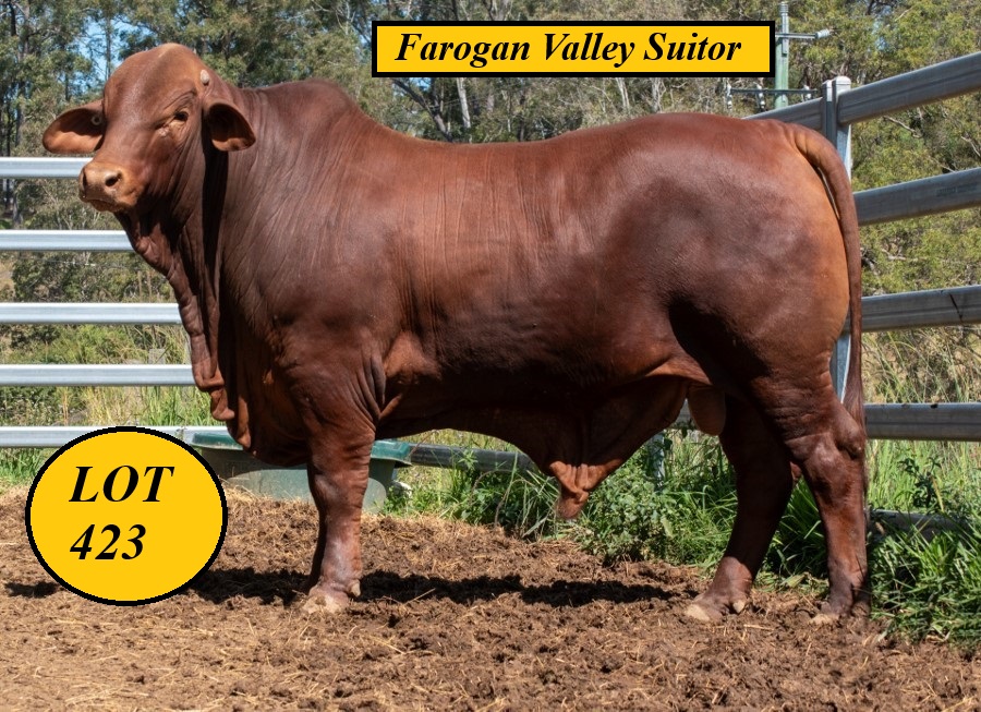 Lot 423