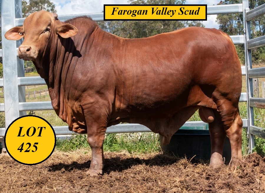 Lot 425