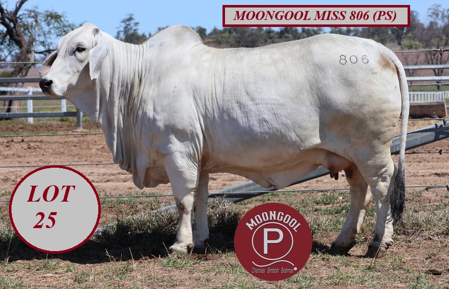 lot 25 IMG 2874